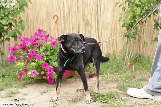 Tex - średni piesek szuka domu, Mazowieckie, Nowy Dwór Mazowiecki