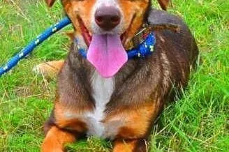 CZAKO - piękny, 3 letni psiak szuka pilnie domu,  