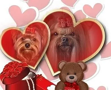 Walentynkowe szczeniaczki yorkshire terrier - zapr