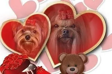Walentynkowe szczeniaczki yorkshire terrier - zapr