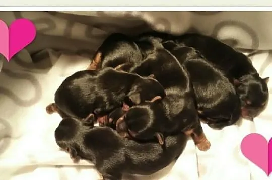 Walentynkowe szczeniaczki yorkshire terrier - zapr