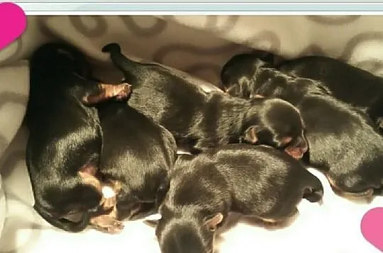Walentynkowe szczeniaczki yorkshire terrier - zapr