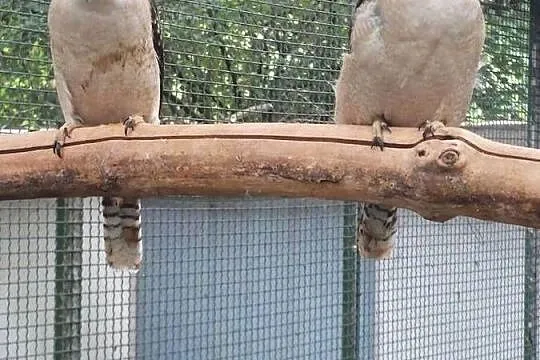 Kookaburra para