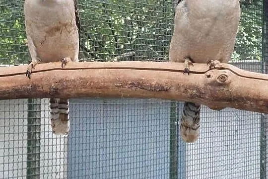 Kookaburra para, Wielkopolskie, Grodzisk Wielkopolski