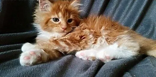 Maine coon kotka ruda z bialym , Koty maine coon