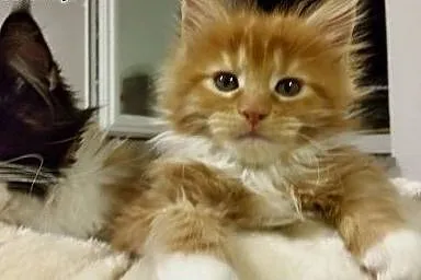Maine coon kotka ruda z bialym ,  Koty maine coon 