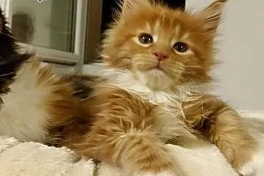 Maine coon kotka ruda z bialym ,  Koty maine coon 