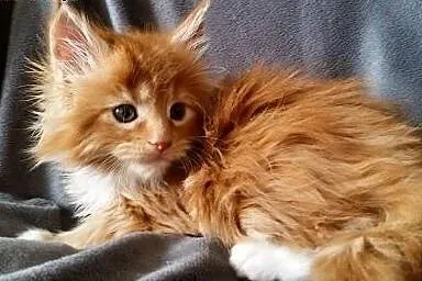 Maine coon kotka ruda z bialym ,  Koty maine coon 