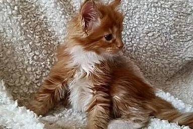 Maine coon kotka ruda z bialym ,  Koty maine coon 