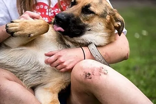 Piękna HENIA do adopcji! pokochaj ją!,  mazowiecki