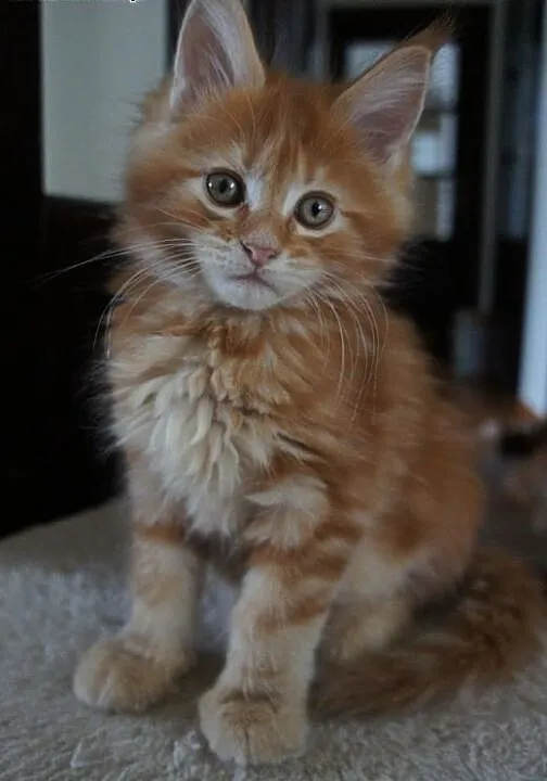 Kocięta Maine Coon - OGROMNE, podkarpackie Boguch