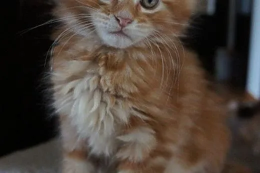 Kocięta Maine Coon - OGROMNE,  podkarpackie Boguch