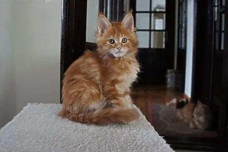 Kocięta Maine Coon - OGROMNE,  podkarpackie Boguch