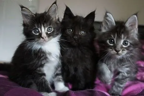 Kocięta Maine Coon - OGROMNE,  podkarpackie Boguch