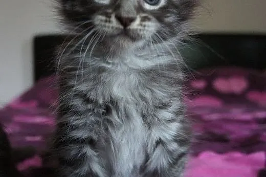 Kocięta Maine Coon - OGROMNE,  podkarpackie Boguch