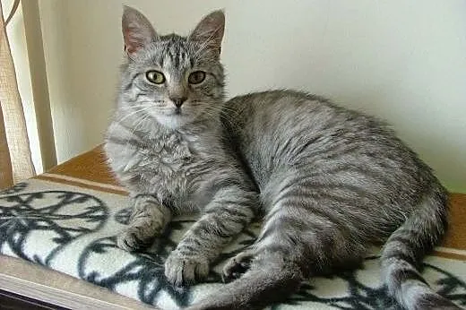 Mysia &#8211; piękna, wesoła srebrna kotka szu