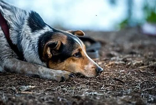 GACEK- kocha bez granic człowieka, na dom czeka!, Mazowieckie, Warszawa