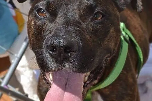 Ptyś szuka DT,  Amstaff cała Polska