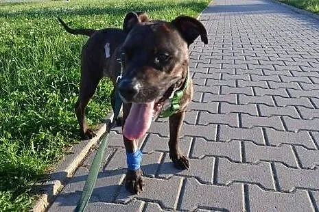 Ptyś szuka DT,  Amstaff cała Polska