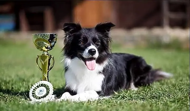 Szczeniaki Border Collie, rodowód FCI po championce CZ, PL, SK i BCCCZ, Śląskie, Chałupki