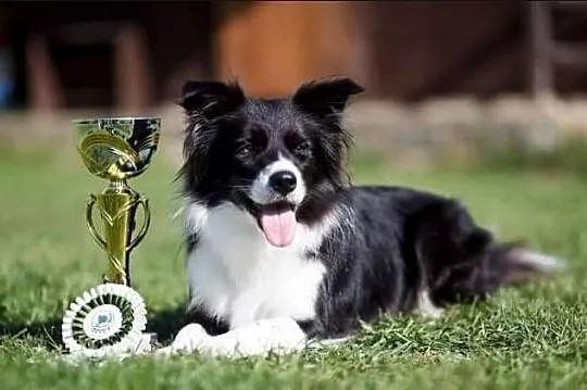 Szczeniaki Border Collie, rodowód FCI po championce CZ, PL, SK i BCCCZ