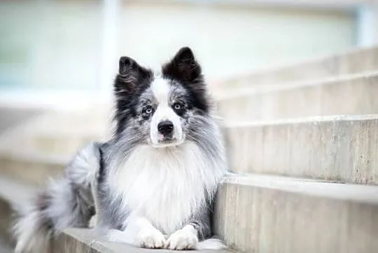 Szczeniaki Border Collie, rodowód FCI po championce CZ, PL, SK i BCCCZ, Śląskie, Chałupki
