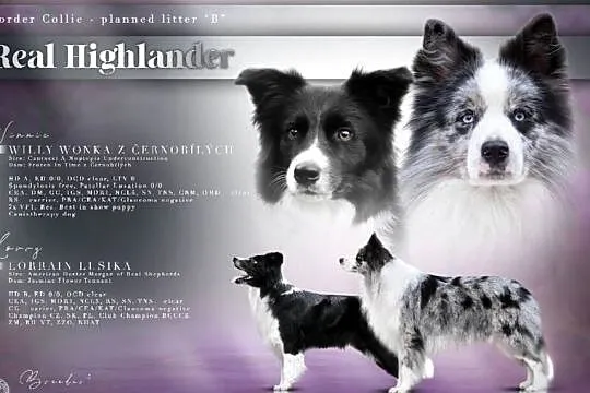 Szczeniaki Border Collie, rodowód FCI po championce CZ, PL, SK i BCCCZ, Śląskie, Chałupki