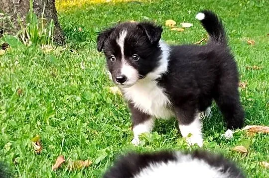 Szczeniaki Border Collie, rodowód FCI po championce CZ, PL, SK i BCCCZ, Śląskie, Chałupki