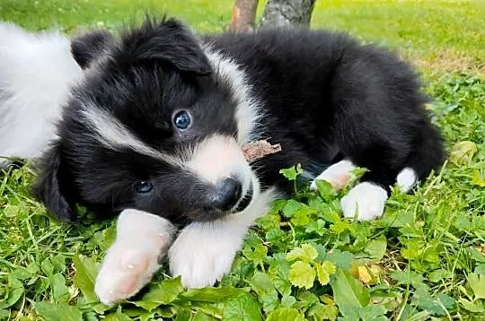 Szczeniaki Border Collie, rodowód FCI po championce CZ, PL, SK i BCCCZ, Śląskie, Chałupki