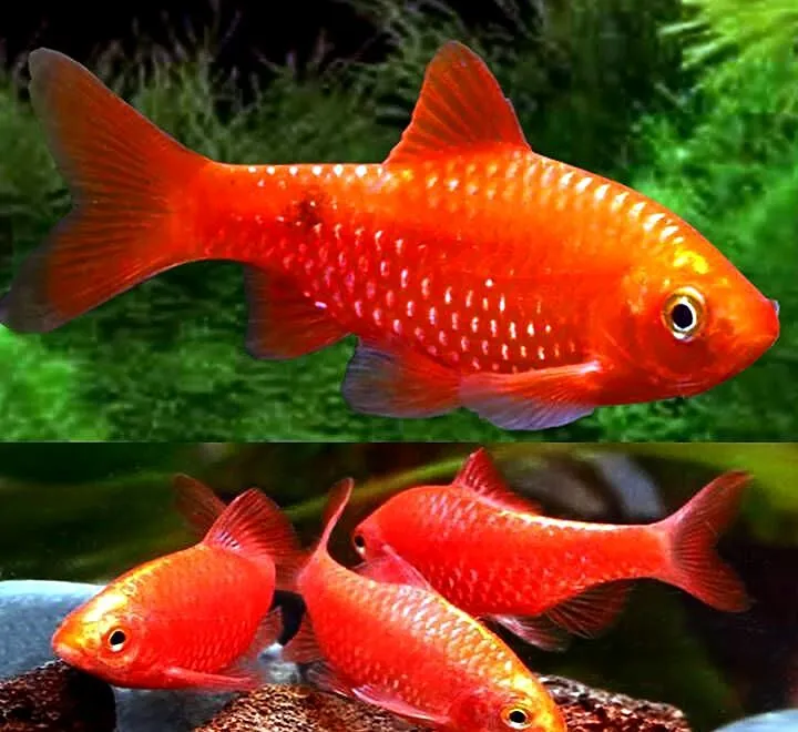 Brzanka różowa NEONOWA - Pethia conchonius - Barbus - KURIER, Pomorskie, Gdańsk