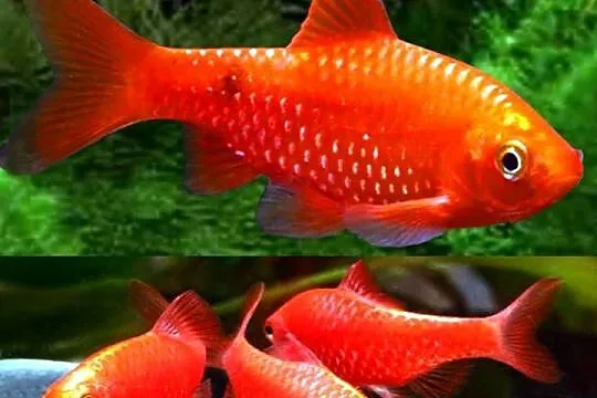 Brzanka różowa NEONOWA - Pethia conchonius - Barbus - KURIER
