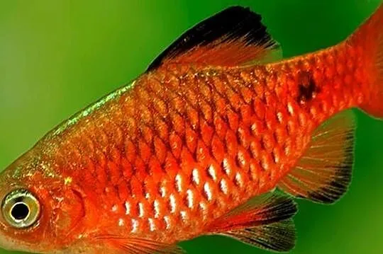 Brzanka różowa NEONOWA - Pethia conchonius - Barbus - KURIER, Pomorskie, Gdańsk