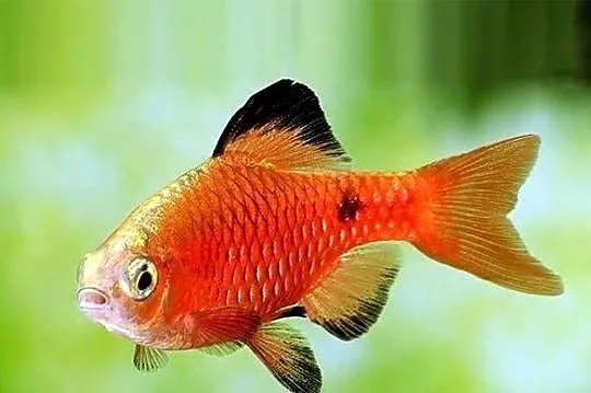 Brzanka różowa NEONOWA - Pethia conchonius - Barbus - KURIER, Pomorskie, Gdańsk