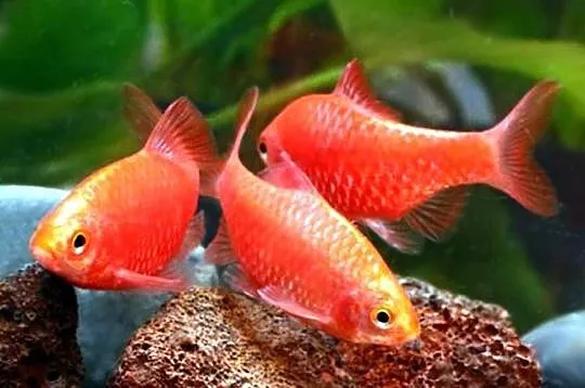Brzanka różowa NEONOWA - Pethia conchonius - Barbus - KURIER, Pomorskie, Gdańsk