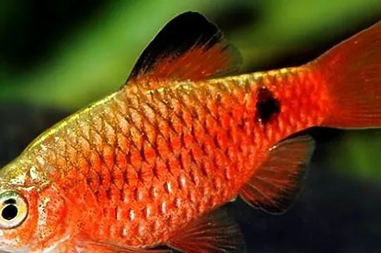 Brzanka różowa NEONOWA - Pethia conchonius - Barbus - KURIER, Pomorskie, Gdańsk