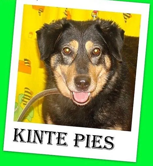 KINTE-idealny pies,łagodny,grzeczny,spokojny.ADOPC