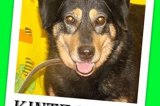 KINTE-idealny pies,łagodny,grzeczny,spokojny.ADOPC