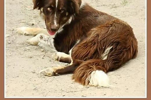 Delikatna,spokojna czekoladowa,średnia suczka KANGA.Adopcja.,  dolnośląskie Wrocław
