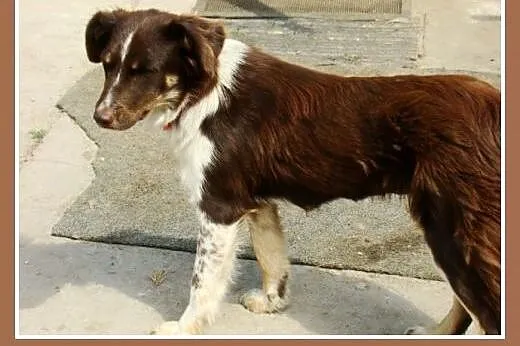 Delikatna,spokojna czekoladowa,średnia suczka KANG