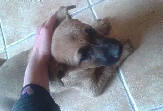 2 ok 3 miesięczne szczeniaki (sunie) do adopcji.,