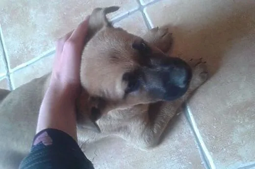2 ok 3 miesięczne szczeniaki (sunie) do adopcji., 