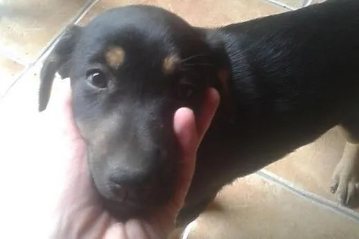 2 ok 3 miesięczne szczeniaki (sunie) do adopcji., 