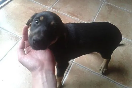 2 ok 3 miesięczne szczeniaki (sunie) do adopcji., 
