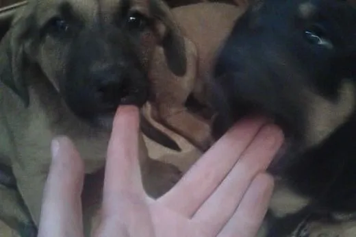 2 ok 3 miesięczne szczeniaki (sunie) do adopcji., 