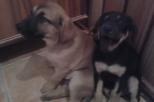 2 ok 3 miesięczne szczeniaki (sunie) do adopcji., 