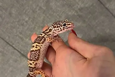 Gekony lamparcie