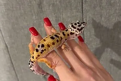 Gekony lamparcie, Mazowieckie, Sulejówek