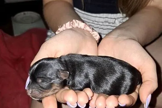 Yorkshire Terrier piesek, Lubelskie, Lublin
