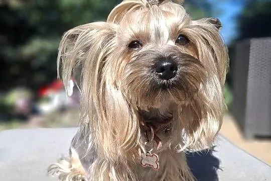 Yorkshire Terrier piesek, Lubelskie, Lublin