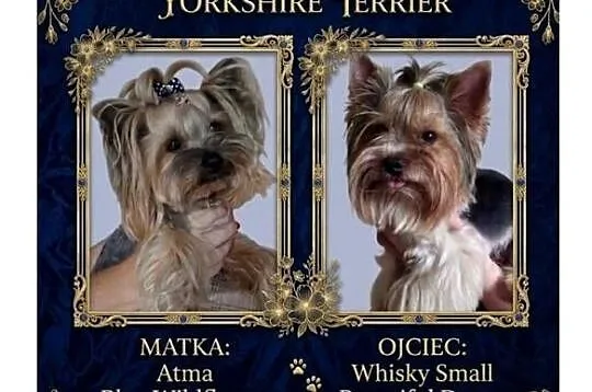Yorkshire Terrier piesek, Lubelskie, Lublin